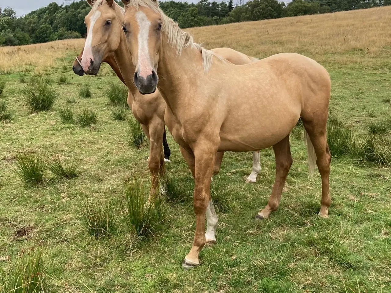 Billede 1 - Flotte palomino plage 