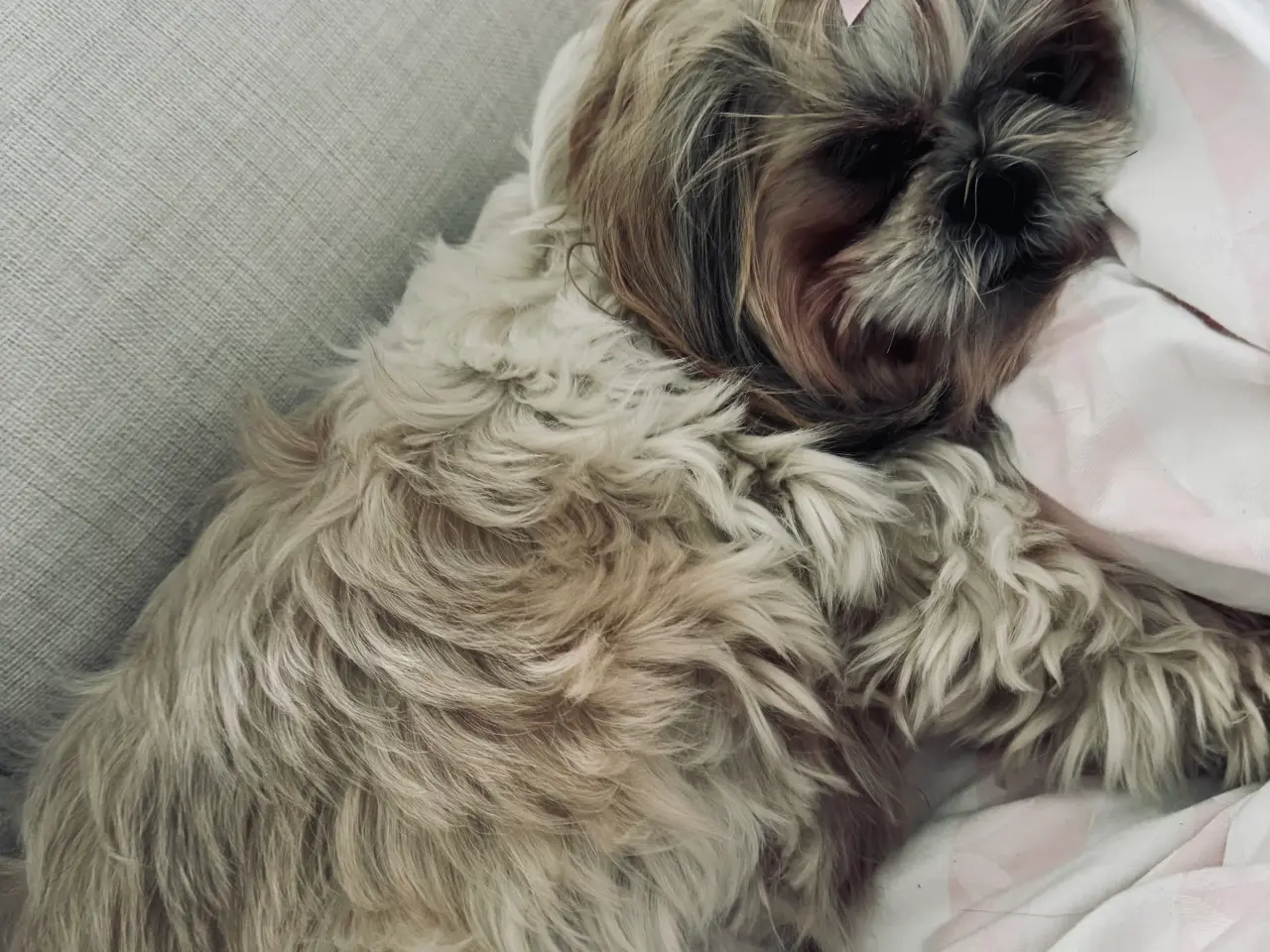 Billede 9 - Shihpoo hvalpe 🐶🌸 rejseklar 19. Maj 26