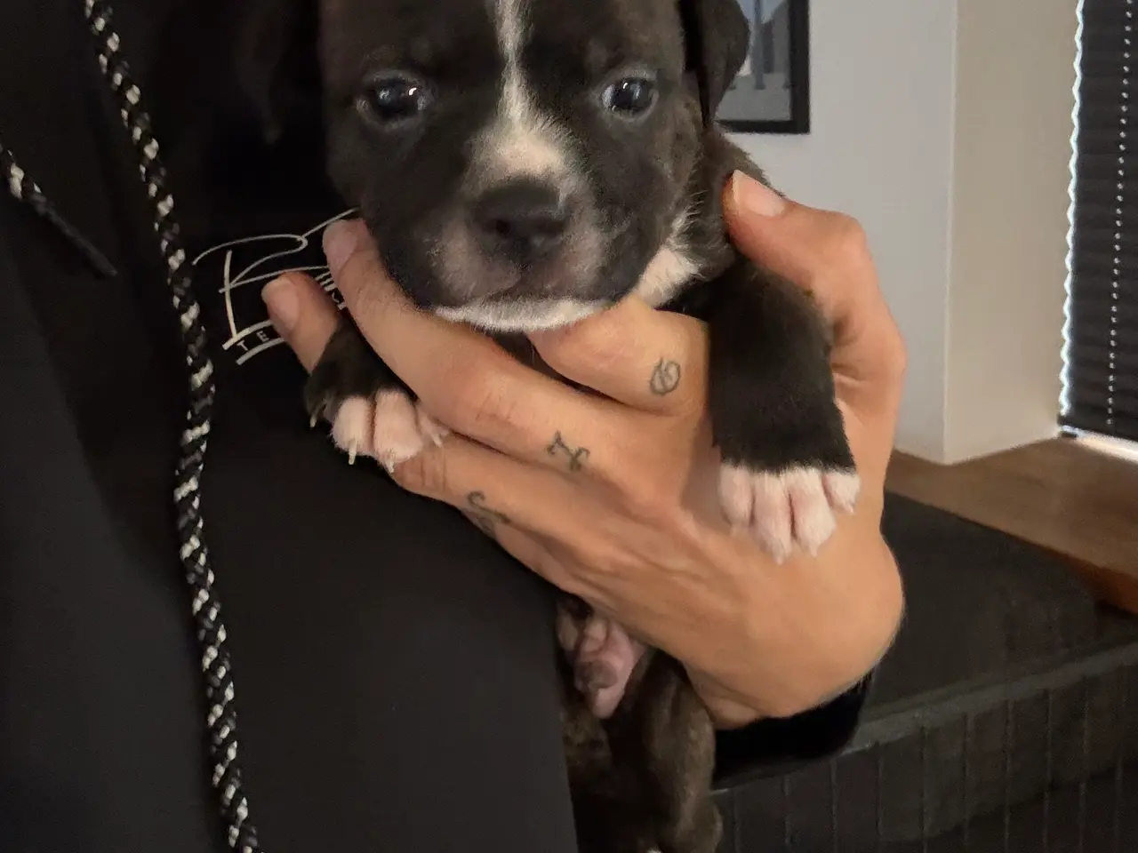 Billede 4 - Engelsk Staffordshire Terrier hvalpe