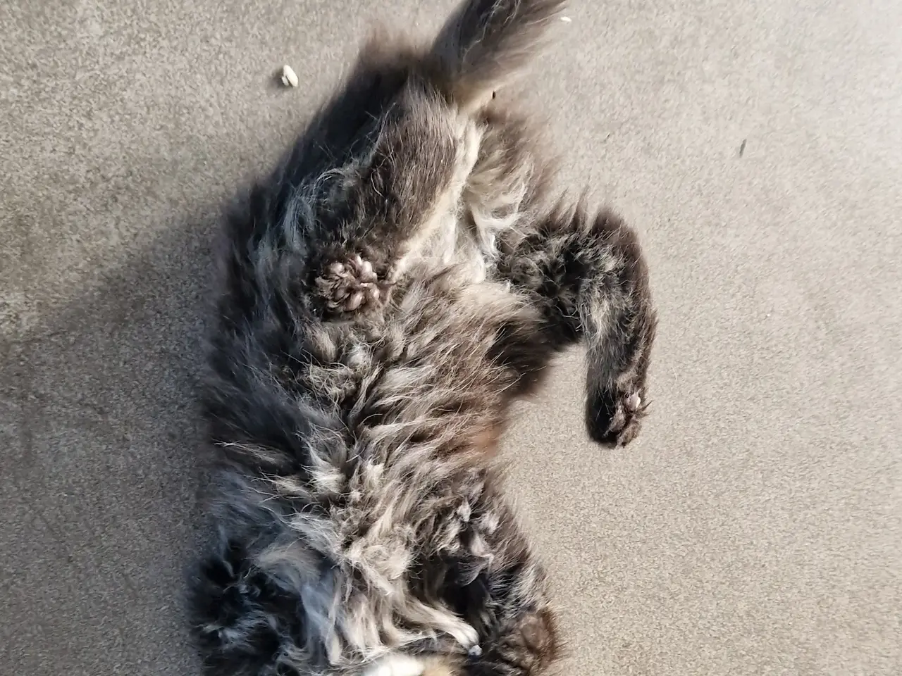 Billede 15 - 🐱❤️ 5 søde og tykke Norsk Skovkat-killinger