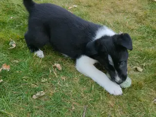 Border Collie hvalpe søger nye kærlige hjem - 4