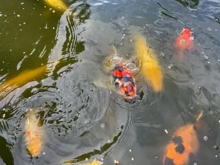 Koi karper 20 til 45 cm