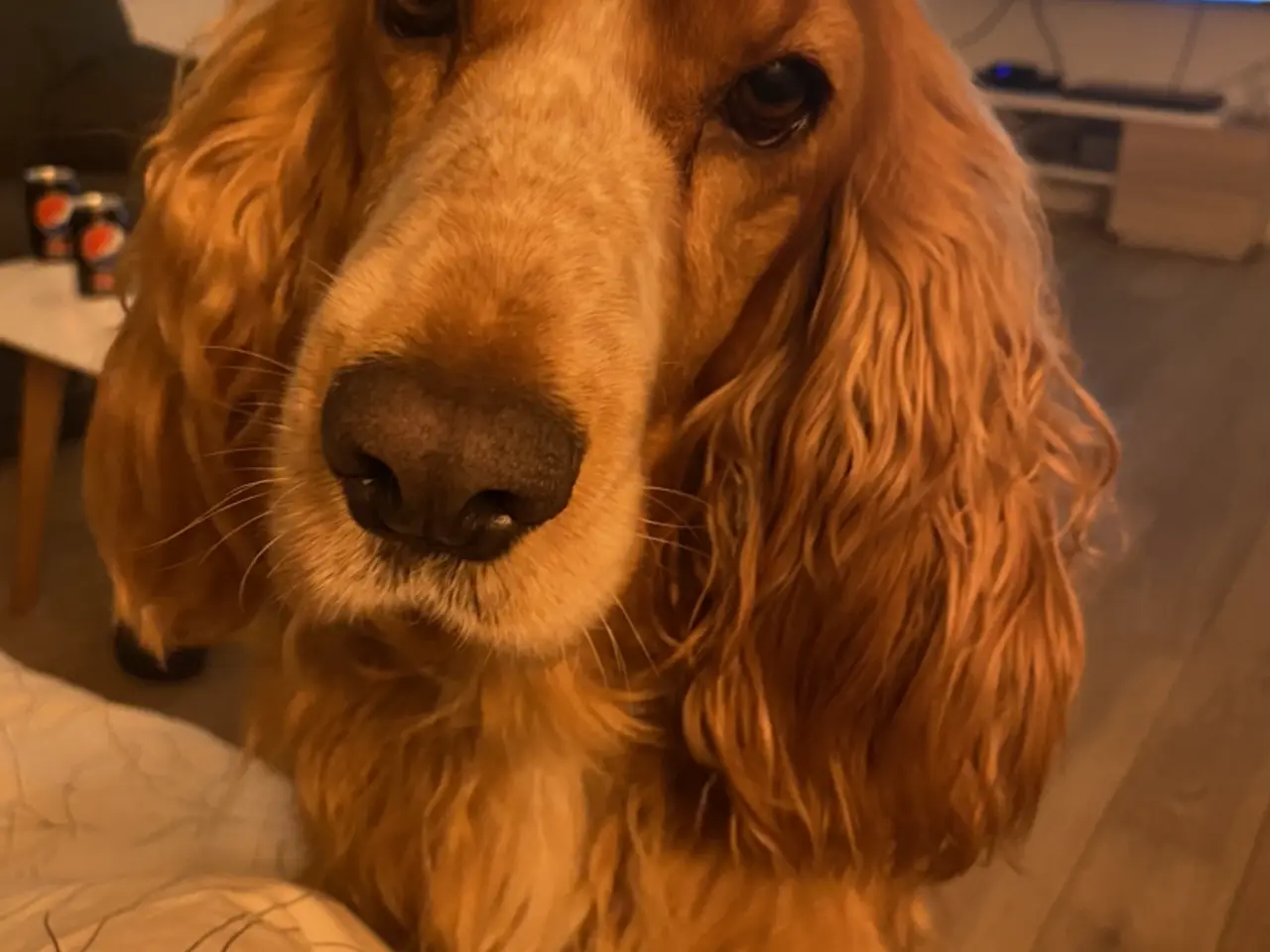 Billede 1 - Cockerspaniel tæve
