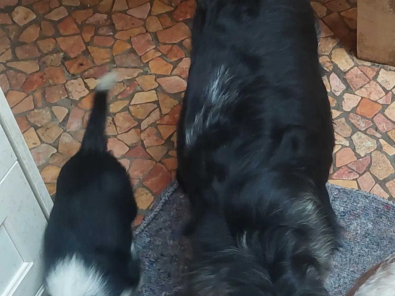 Billede 2 - 2 Engelsk cockerspaniel/Border Collie mix hvalpe