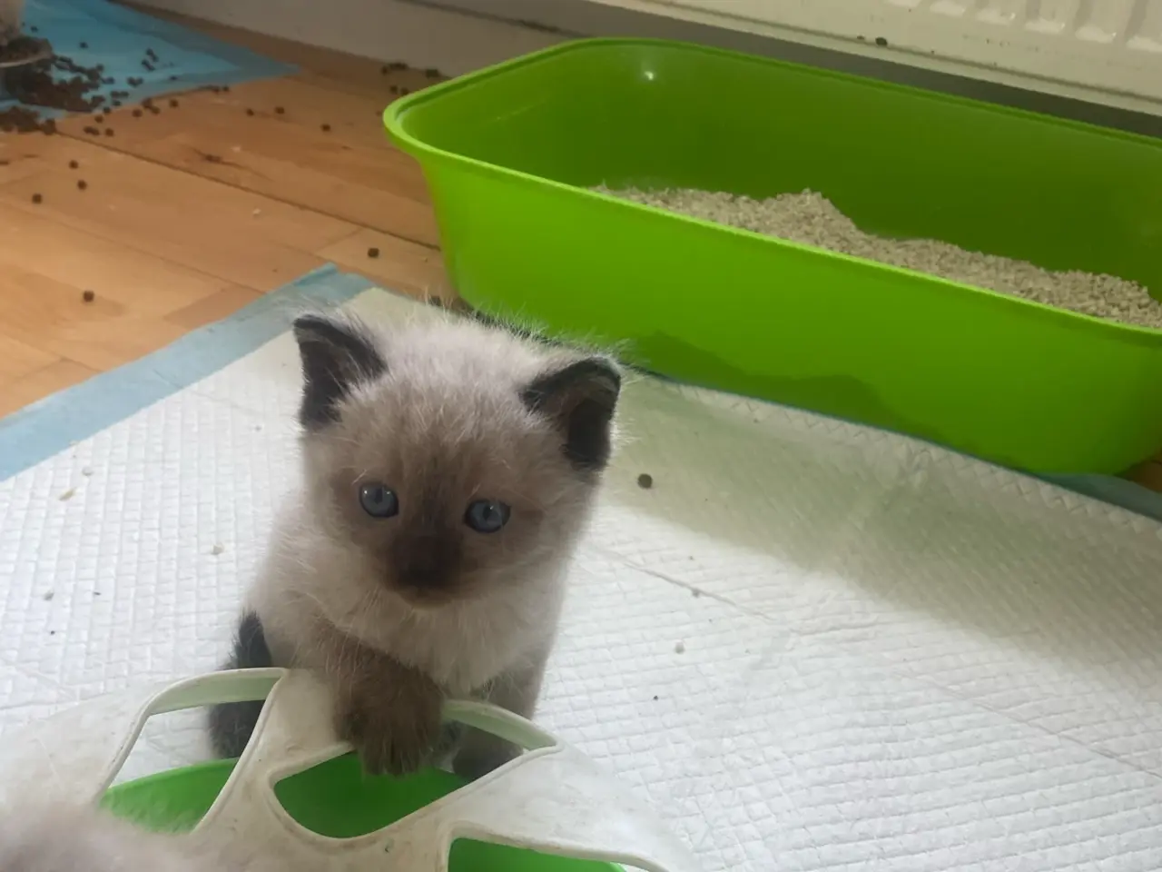 Billede 9 - Flotte ragdoll killinger 