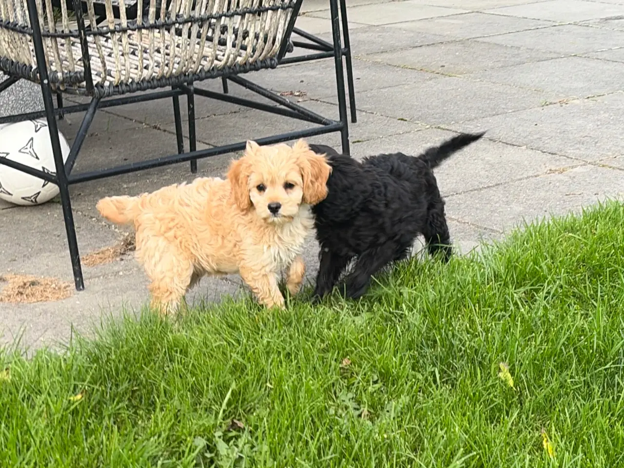 Billede 11 - Den smukkeste F1 Cavapoo dreng tilbage