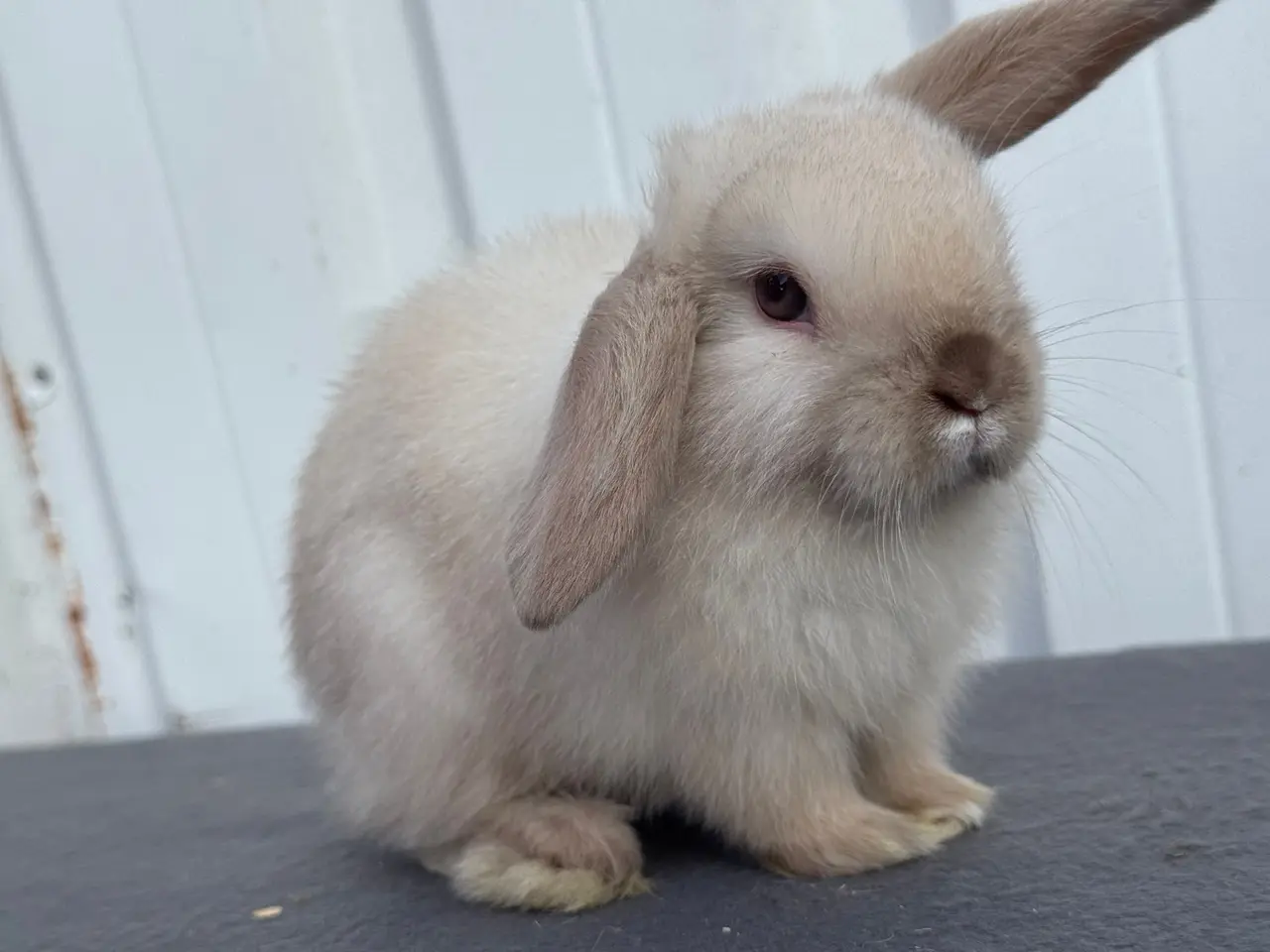 Billede 4 - Mini lop hunkanin