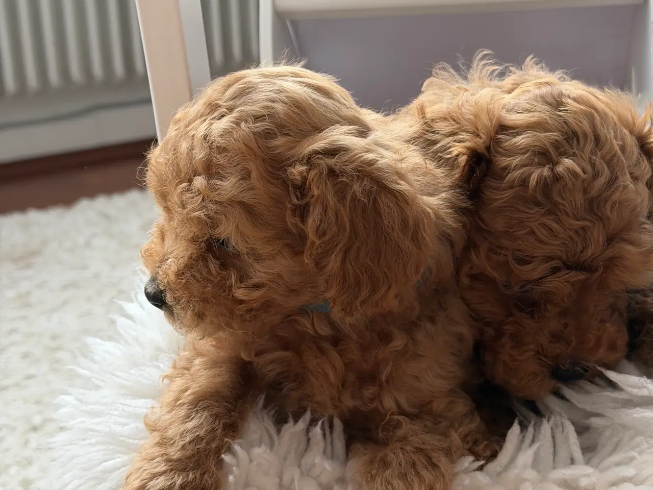 Billede 10 -  Søde Mini Maltipoo hvalpe til salg