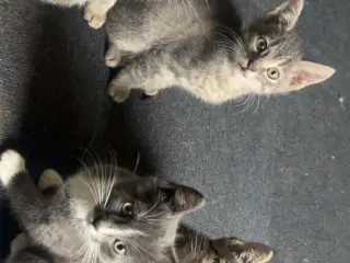 2 piger & 1 dreng søger nye hjem