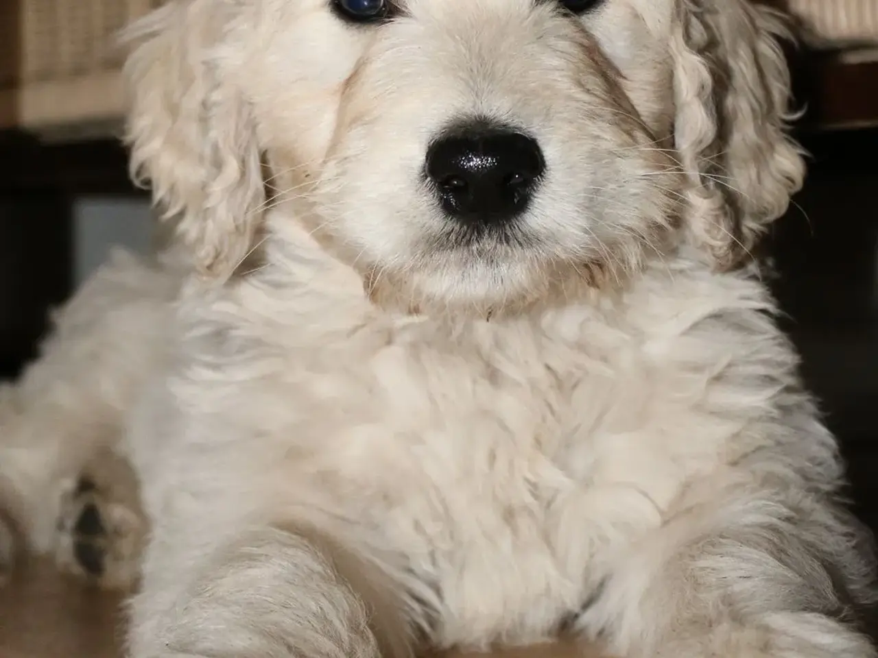 Billede 14 - Goldendoodle og andre doodler