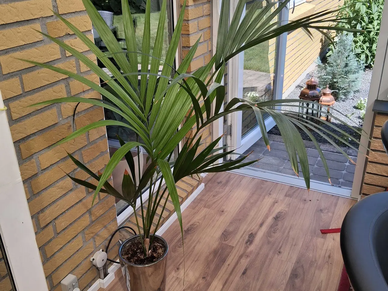 Billede 2 - Stue plante, palme