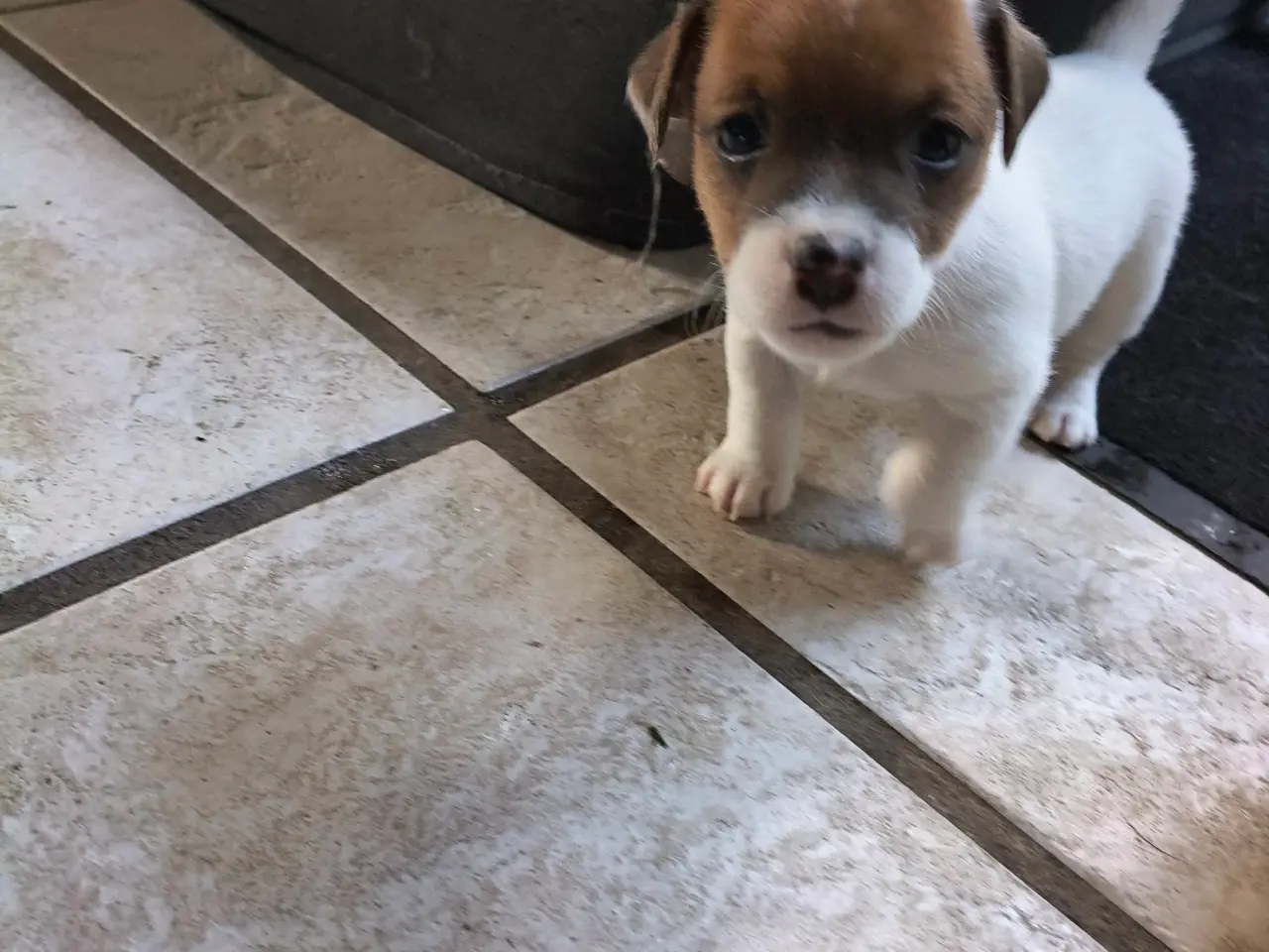 Billede 6 - Lækker Jack Russell Terrier hvalpe 