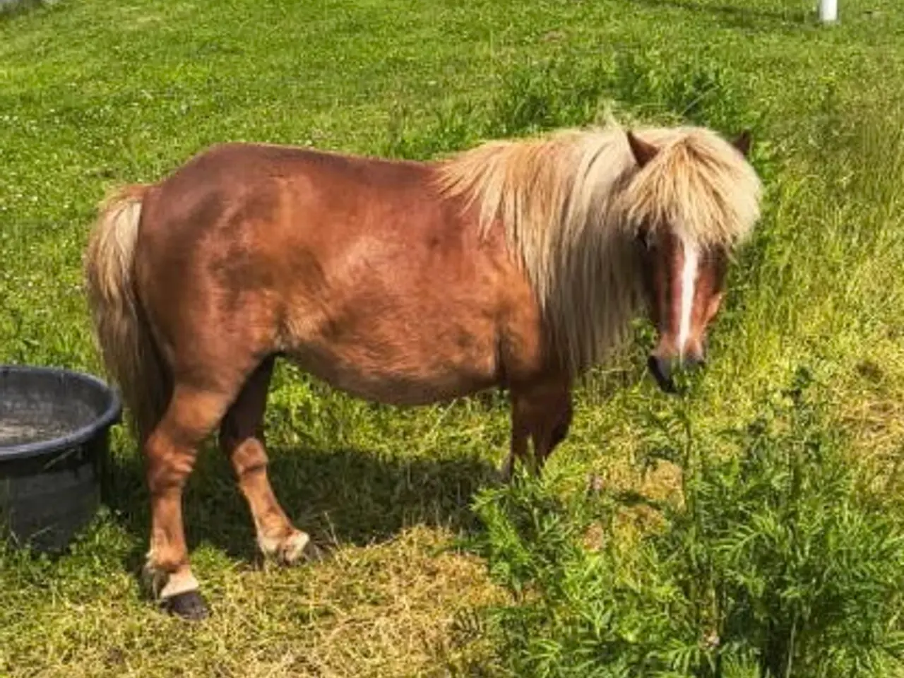 Billede 2 - Shetlænderpony, 21 år, ca. 85 cm i stang