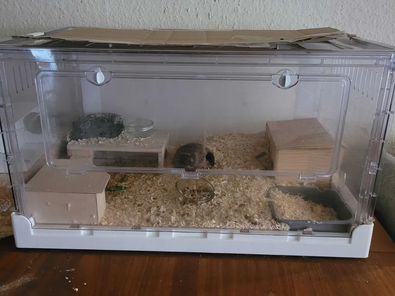 Billede 5 - Guldhamster