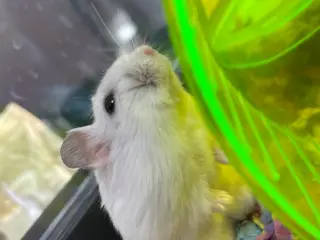 Campbell Hamster