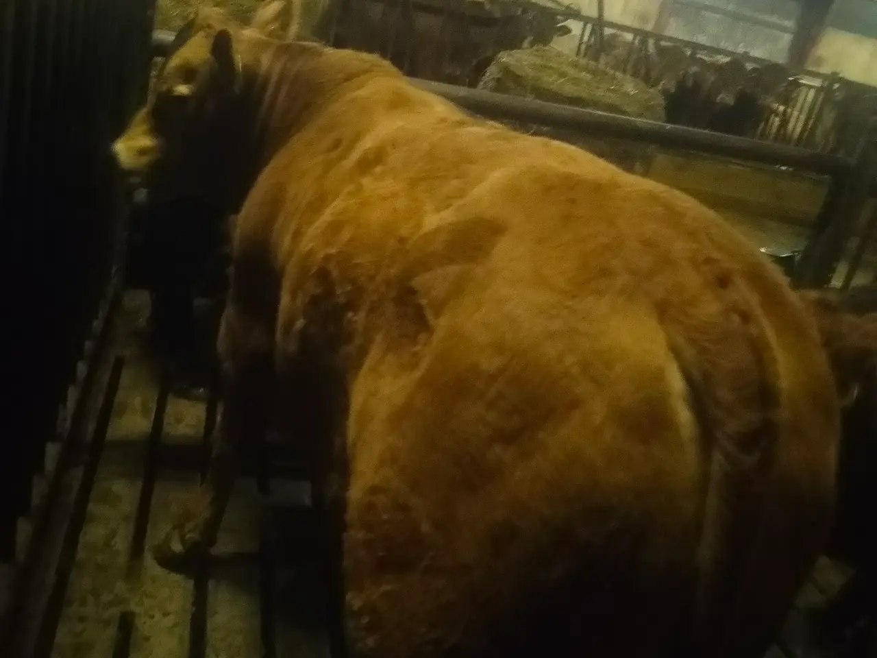 Billede 1 - Limousine ungtyr fra 2025 polled