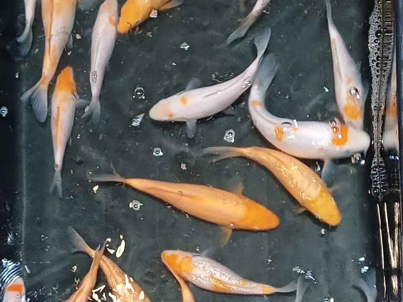 Billede 3 - Koi 16-20 cm