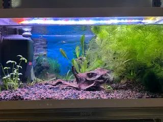 Eheim starter akvarie på 54L klar til brug.