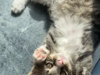 Main coon blendinger - 4