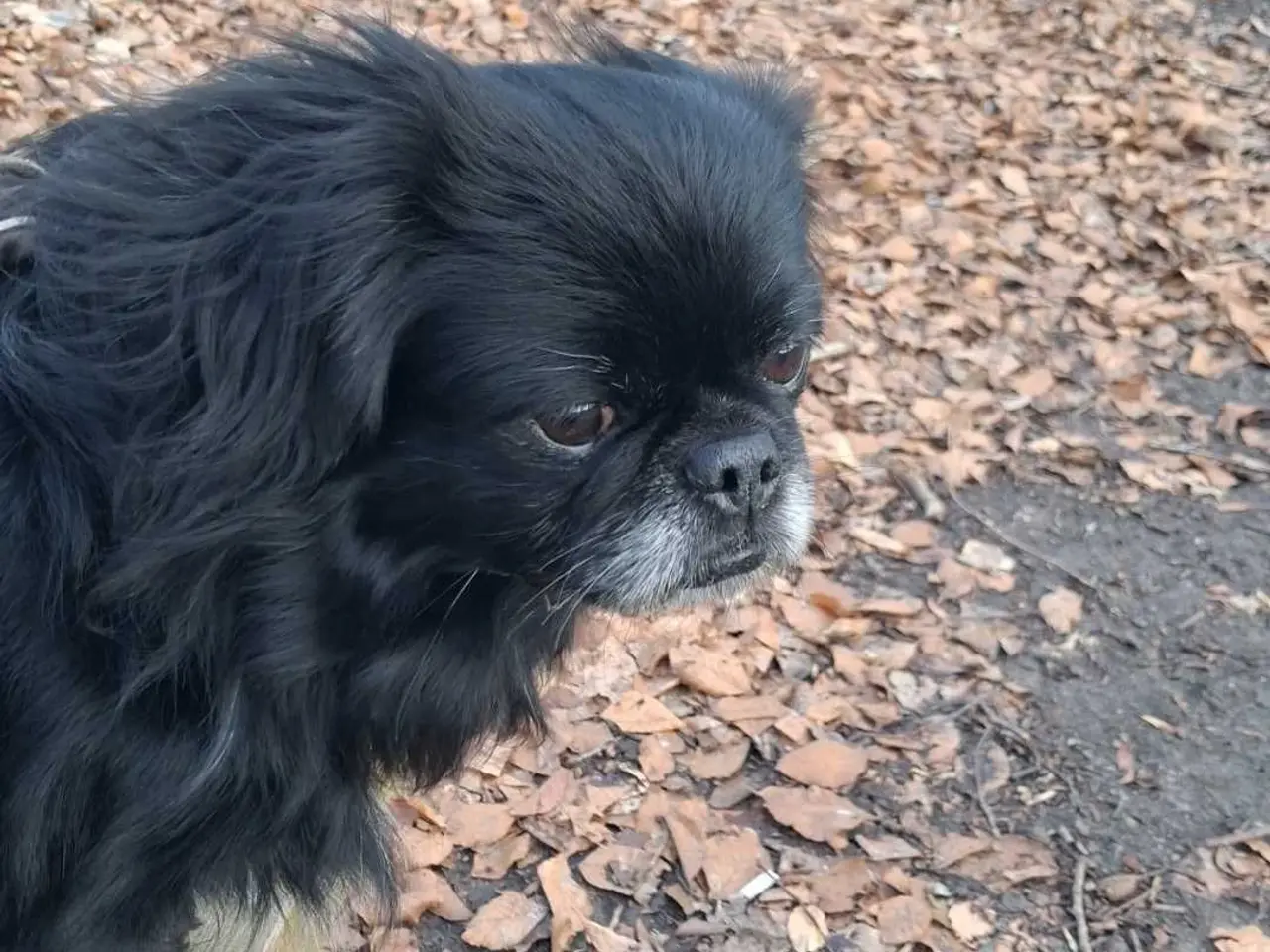 Billede 1 - Hanhund