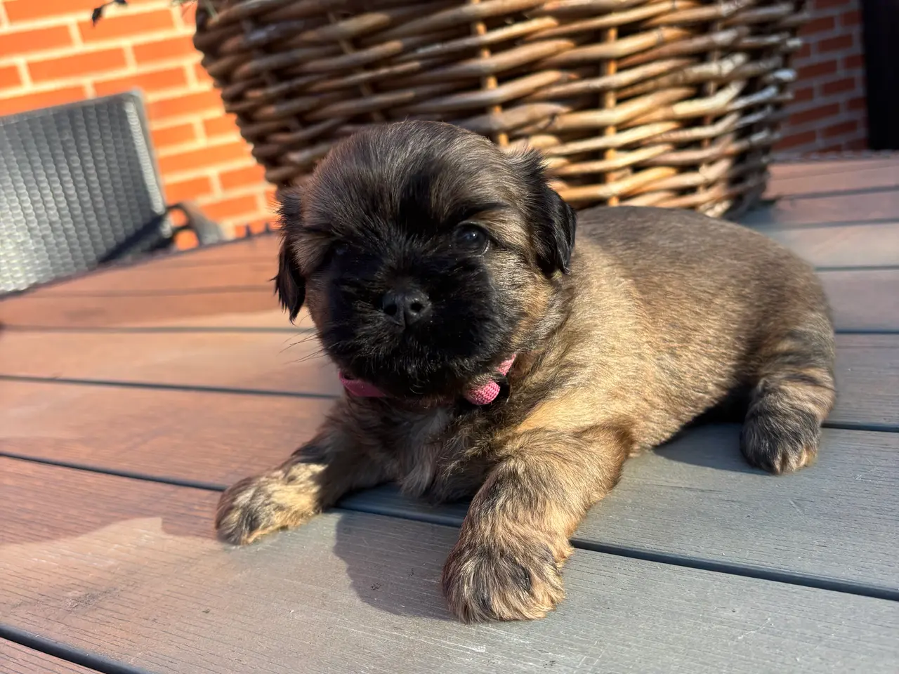 Billede 4 - Bommuld/Shih tzu hvalpe