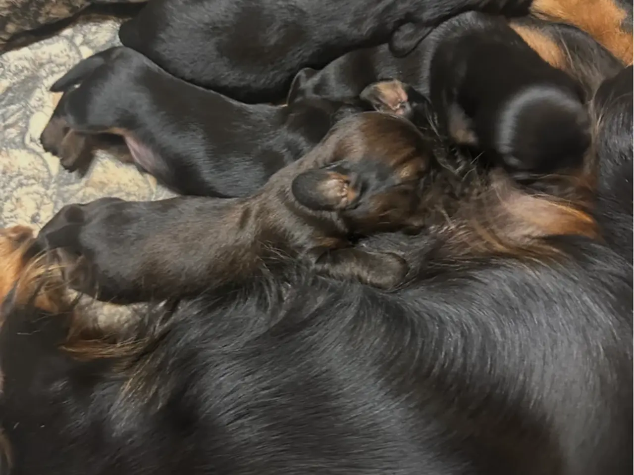 Billede 11 - Gravhunde standard