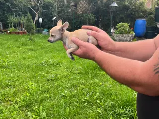 Chihuahua-hvalpe