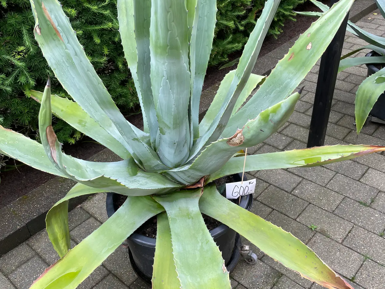 Billede 3 - Agave
