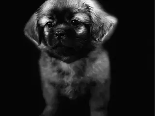 Amber: Tibetansk spaniel tæve 