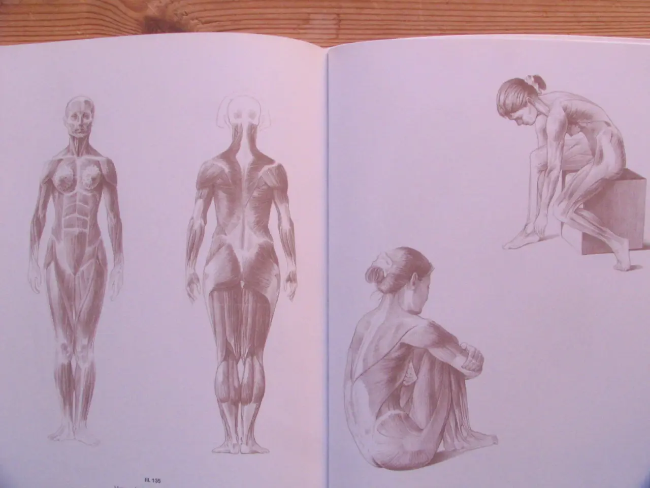 Billede 6 - Anatomisk tegnelære Menneske
