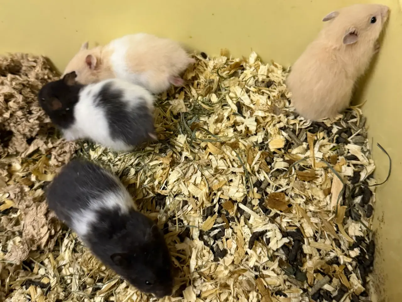 Billede 1 - Hamster (Guld & Sibirisk dværg)