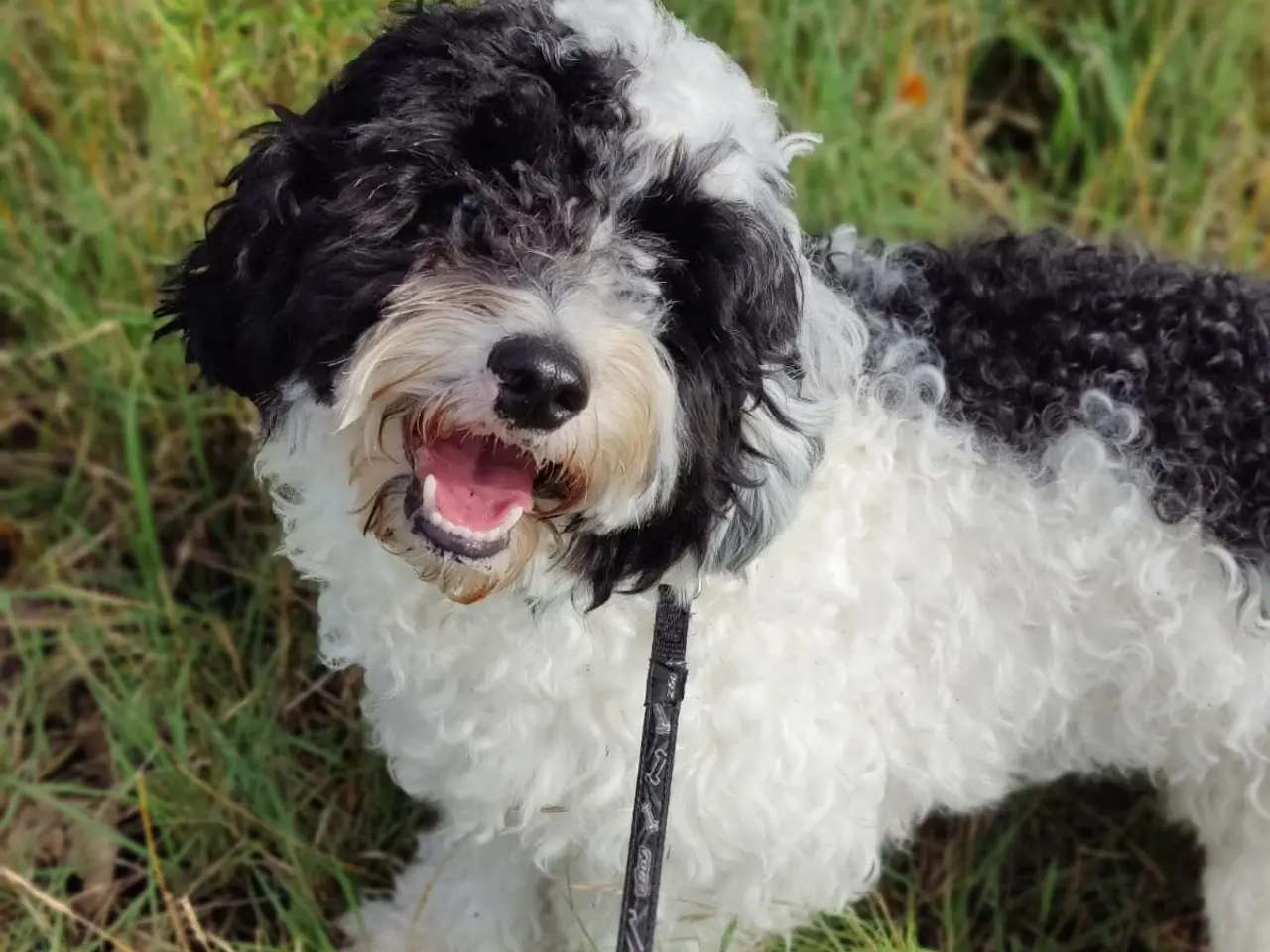 Billede 1 - Dejlig cavapoo søger god familie