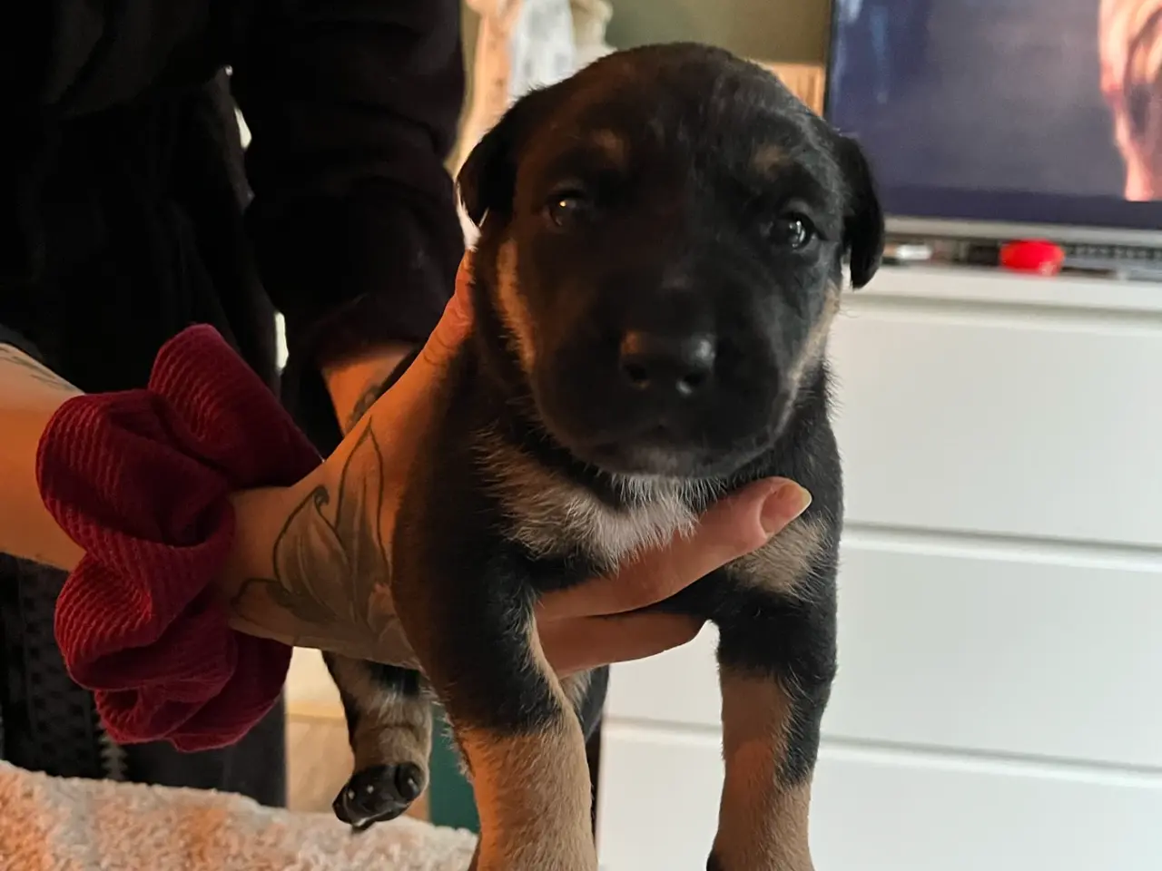 Billede 1 - Blandings hunde 