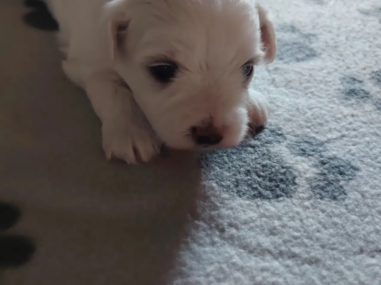 Billede 3 - bichon havanesse hvalpe