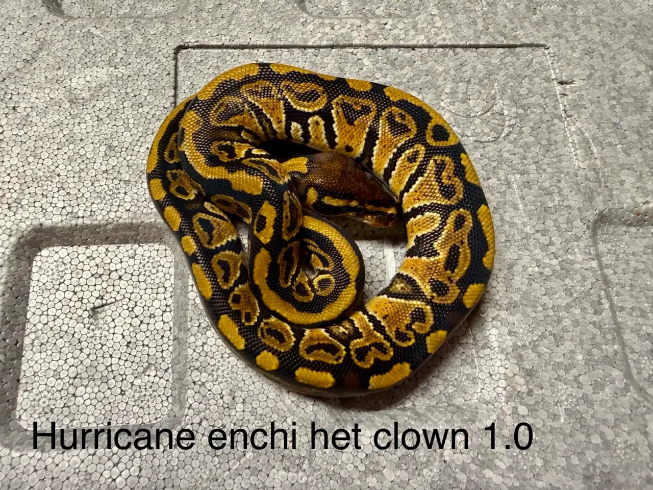 Billede 4 - Konge python