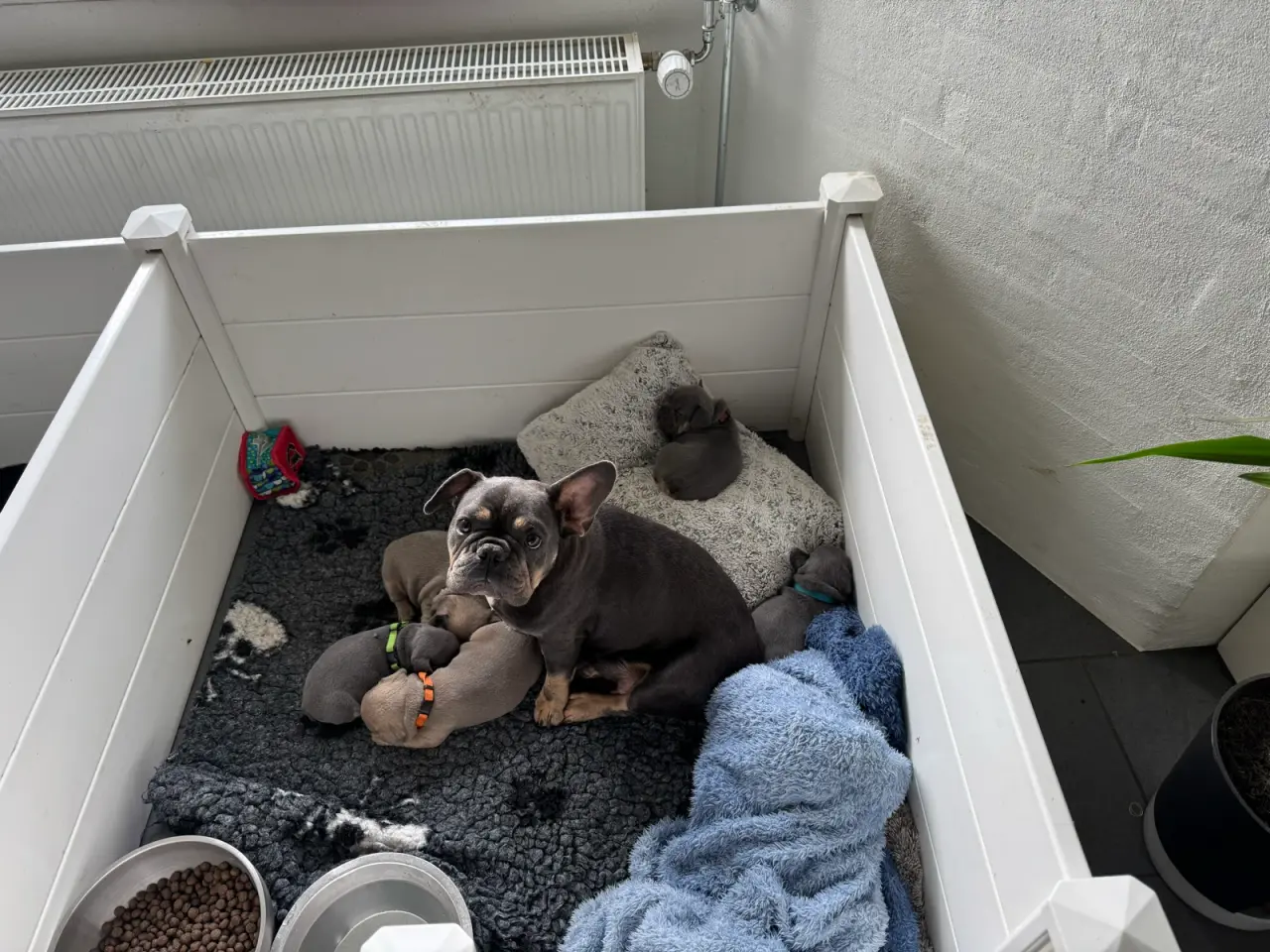 Billede 7 - Franske bulldog hvalpe 2 drenge tilbage