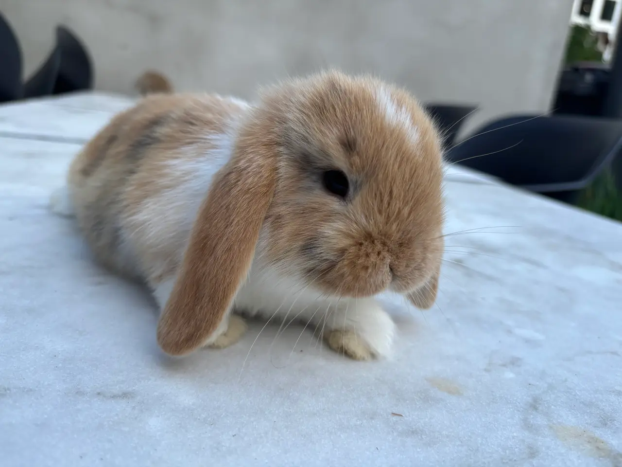 Billede 3 - Han mini lop søger et nyt kærligt hjem. 🥰