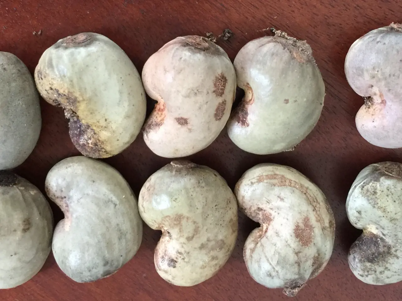 Billede 2 - 10 Cashew Frø inkl. DAO porto.