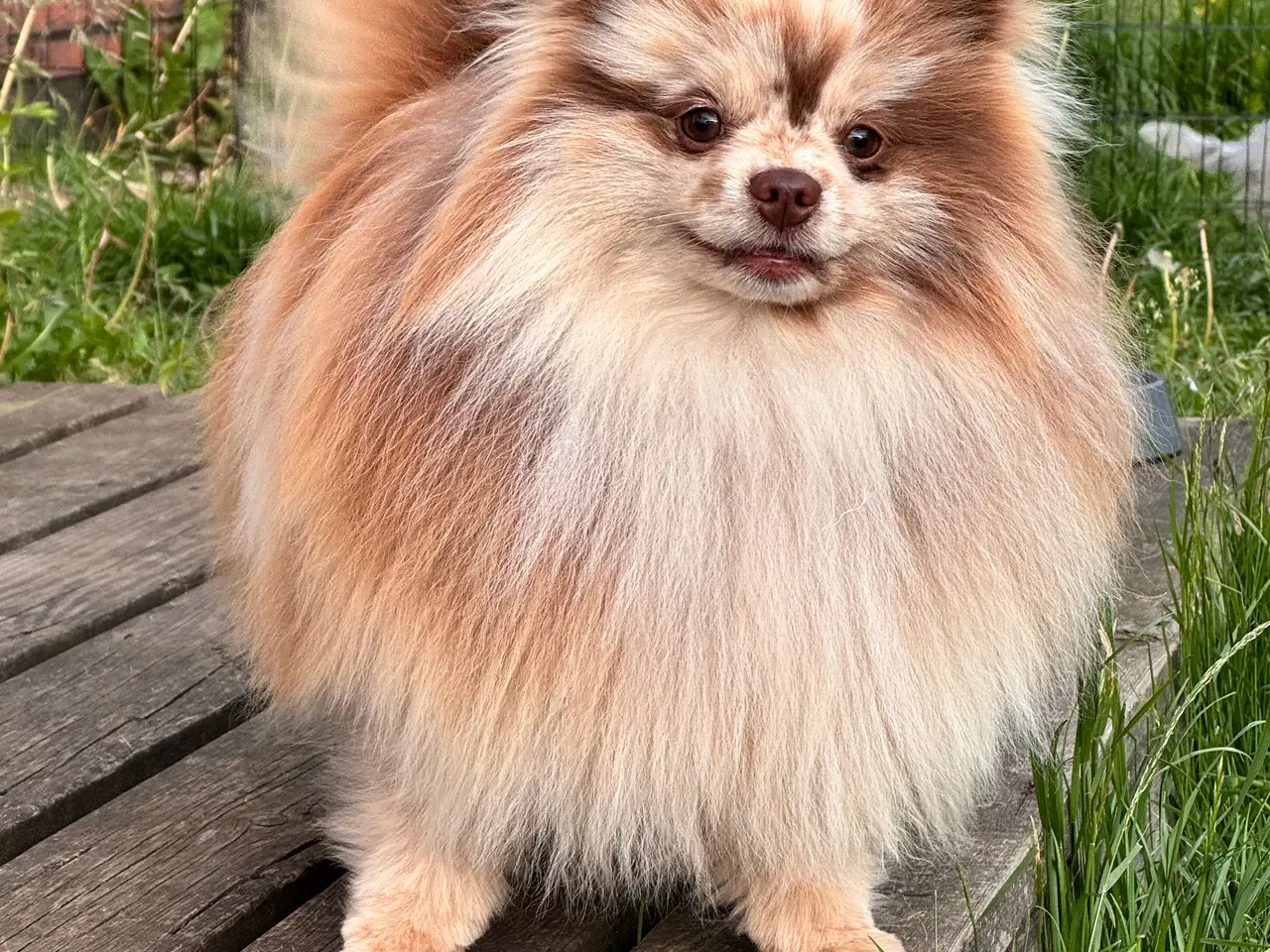 Billede 12 - Pomeranian hvalpe