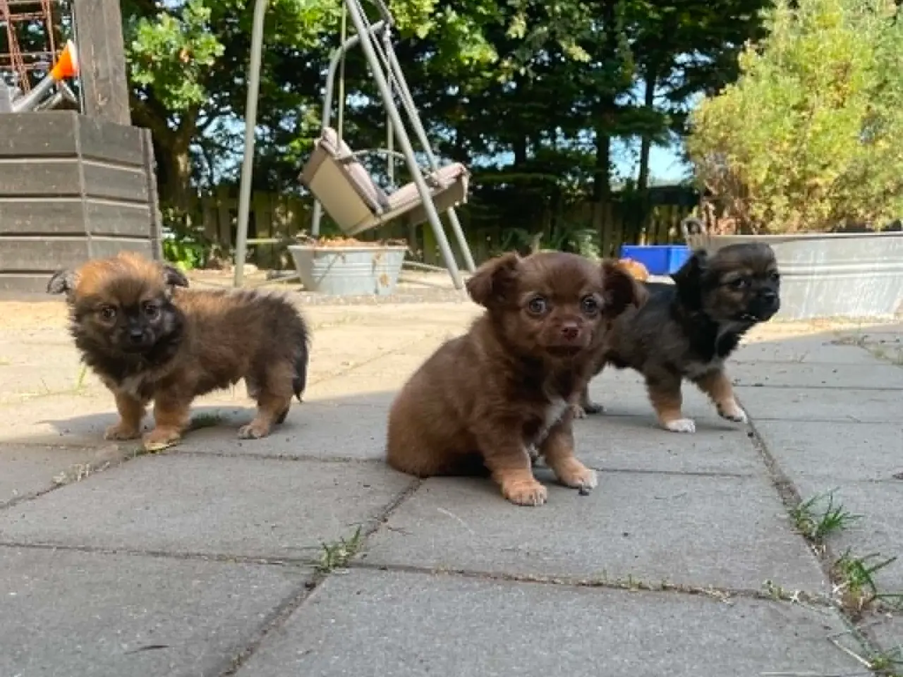 Billede 5 - Chihuahua 6 skønne banditter