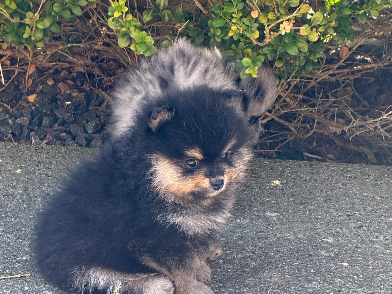 Billede 2 - Pomeranian hvalpe