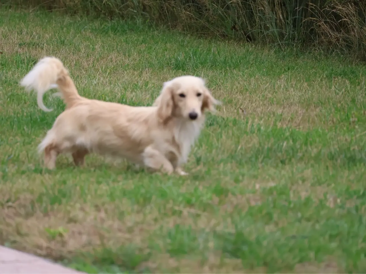 Billede 2 - Blonde langhåret gravhunde