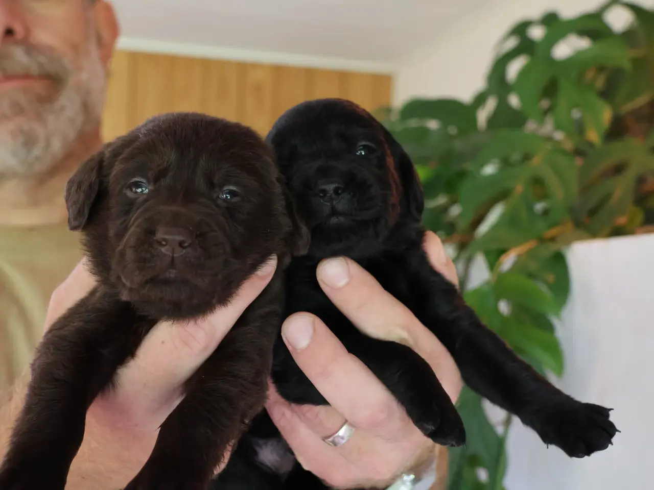 Billede 4 - LABRADOR HVALPE SØGER GODE HJEM