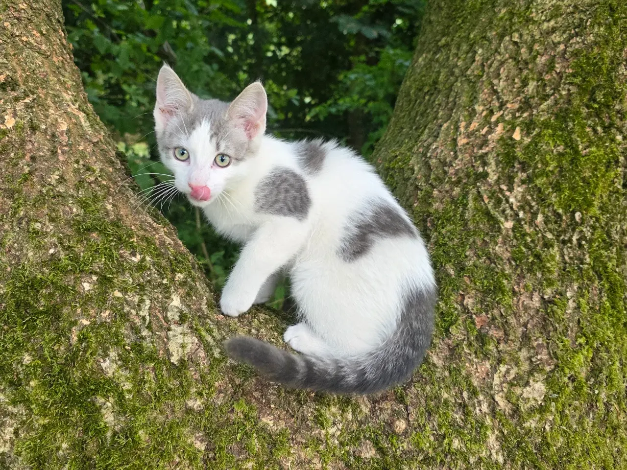 Billede 3 - Anton 🐱 sød renlig kattekilling 