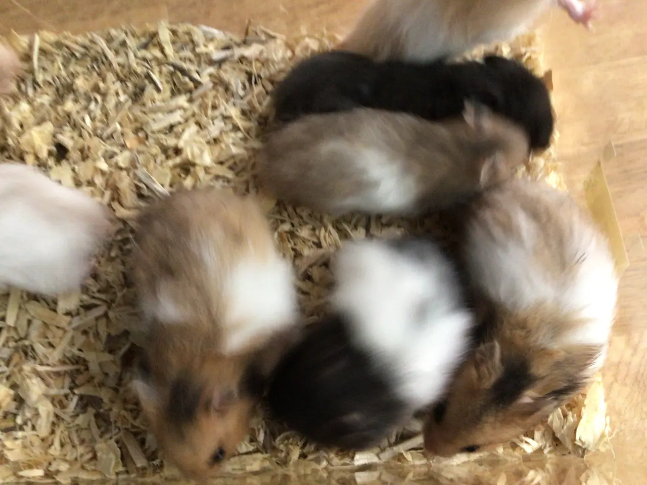 Billede 2 - Langhårede guldhamsterunger