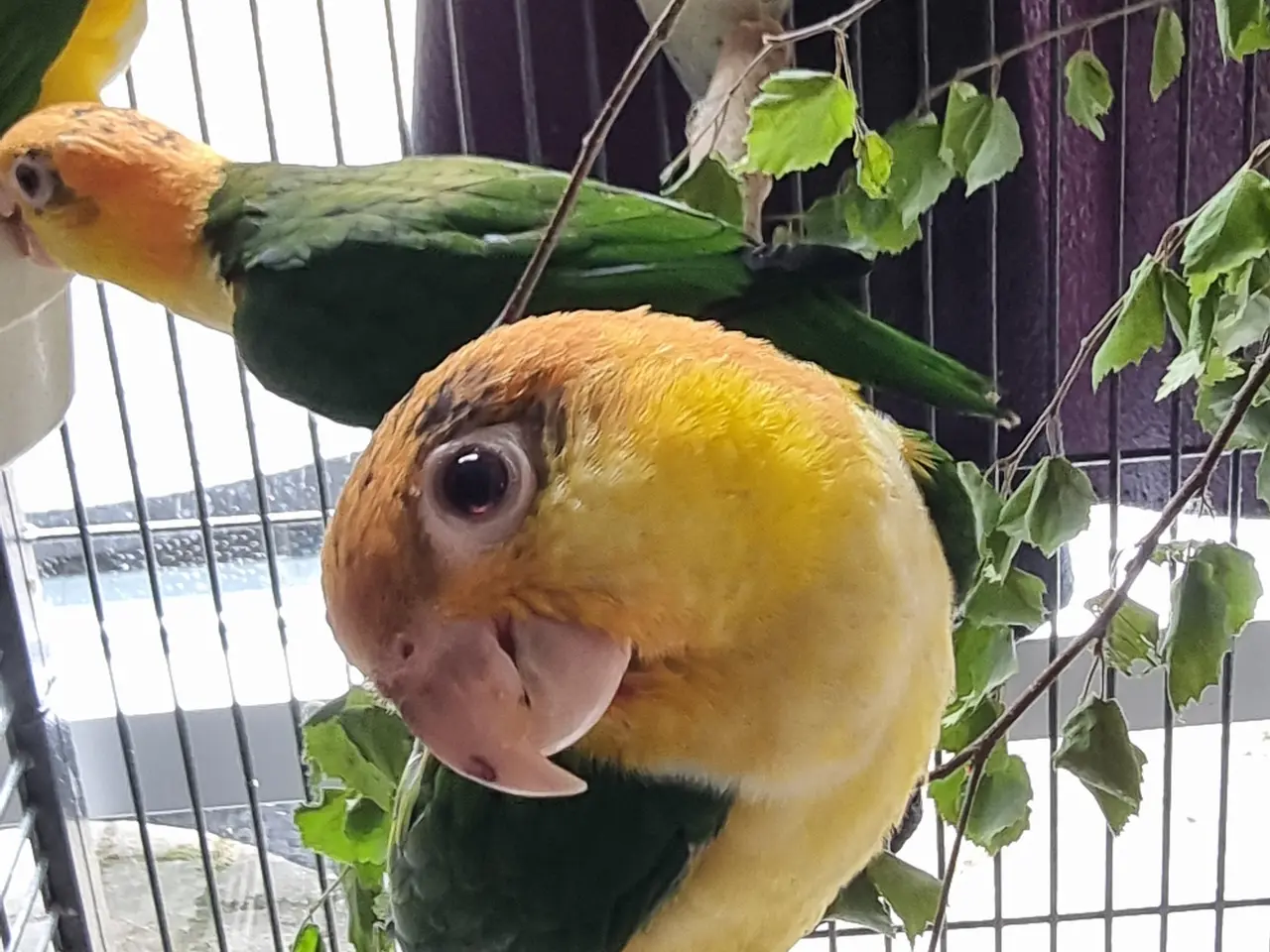 Billede 2 - 3 x unger Rustkappet caique