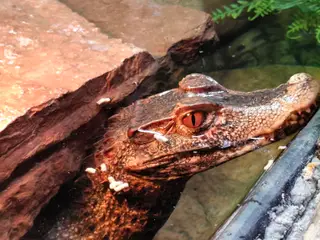 Kaiman/alligator