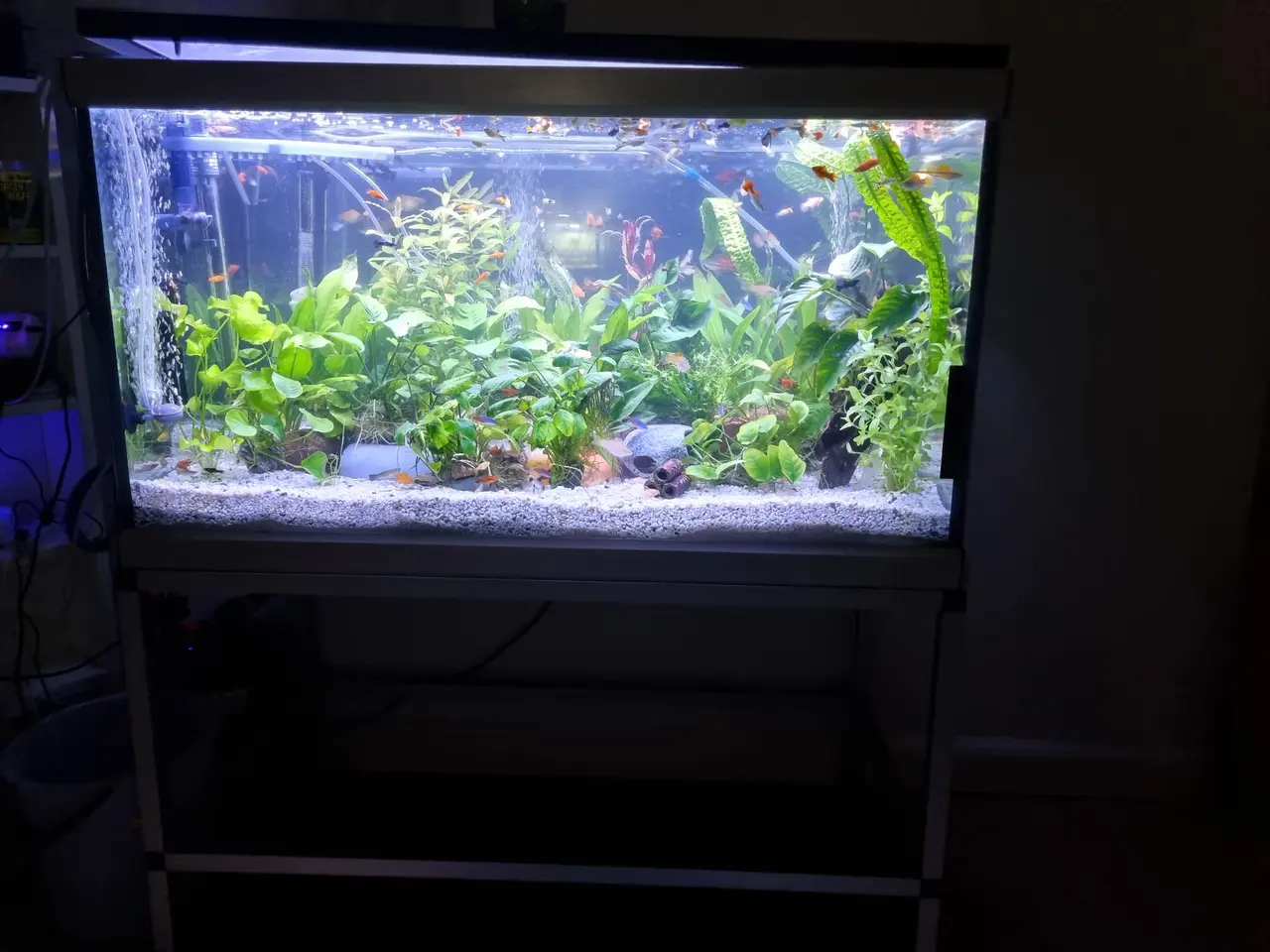 Billede 1 - Akvarie 278L med indhold