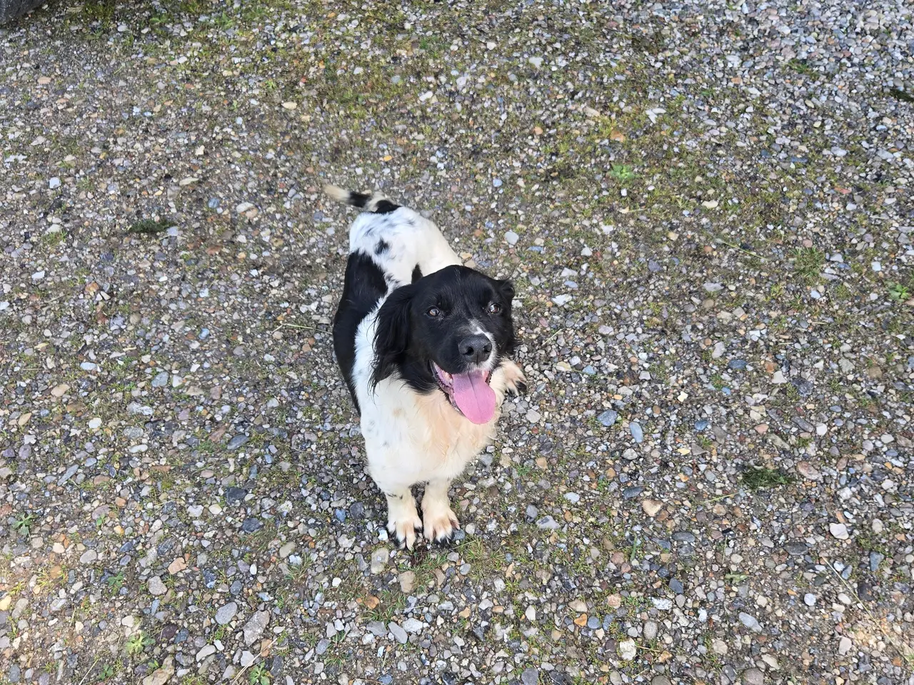 Billede 3 - Cocker spaniel