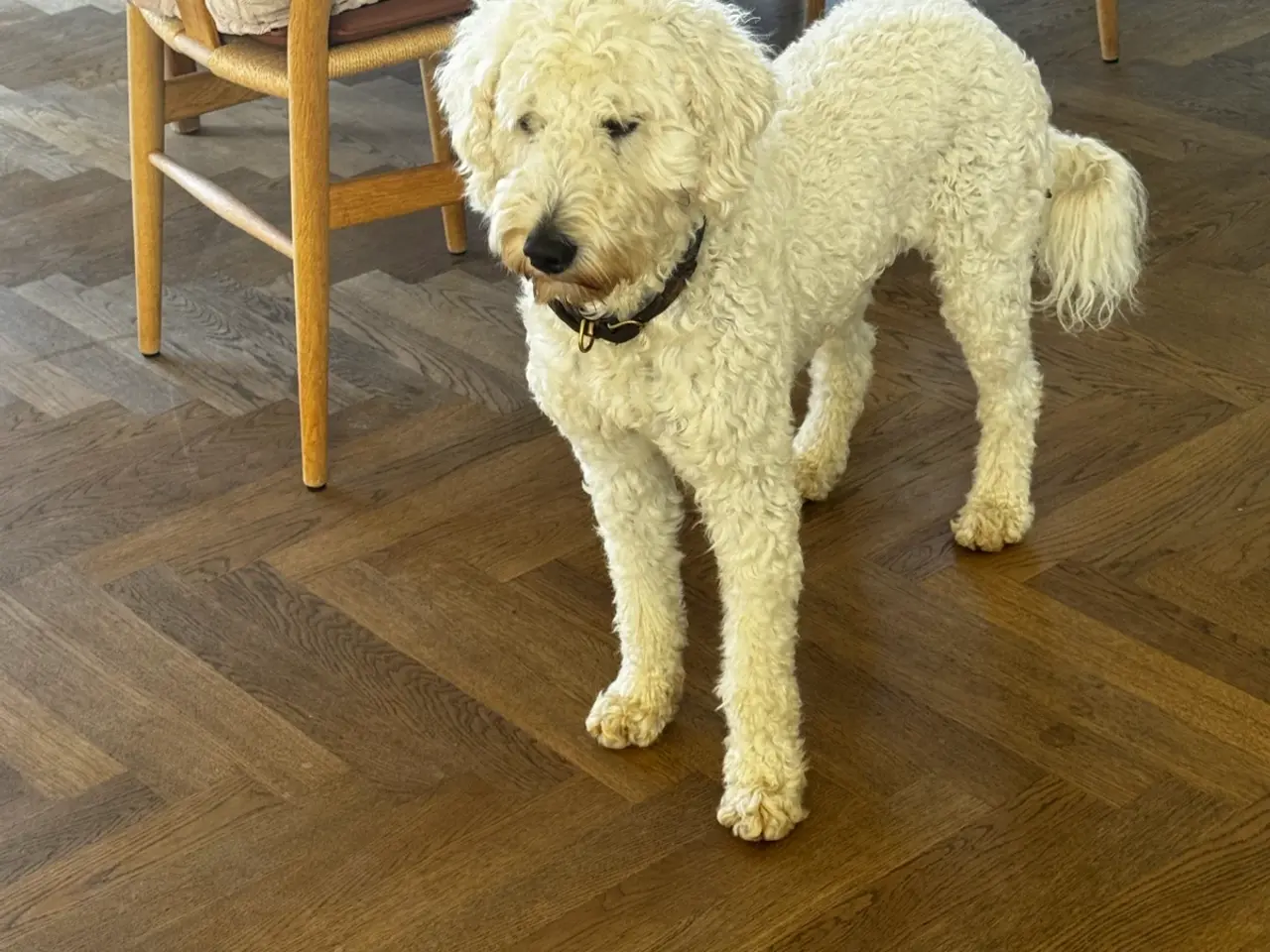 Billede 10 - Multigen Labradoodle - KUN Gunnar tilbage
